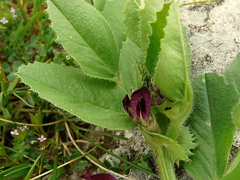 Vicia narbonensis / Vicia selvatica